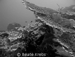 Reef in black and white, Canon S70  by Beate Krebs 